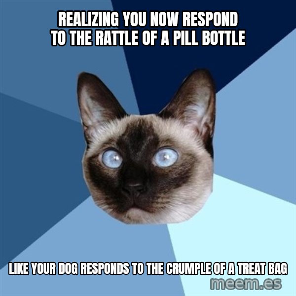 Chronic Illness Cat meme: realizing you now respond to the rattle of a pill bottle / like your dog responds to the crumple of a treat bag