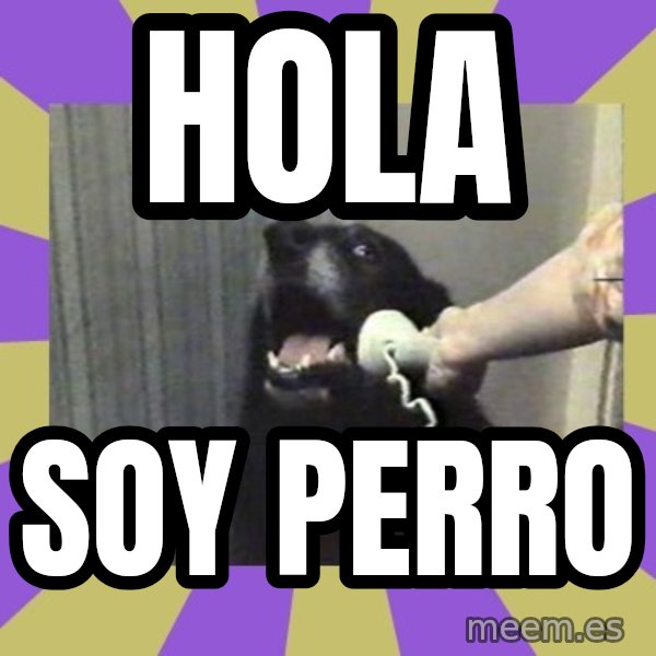 Yes, this is dog! meme: HOLA / SOY PERRO
