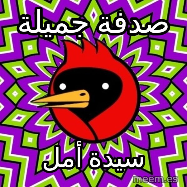 Omsk Crow meme: صدفة جميلة / سيدة أمل