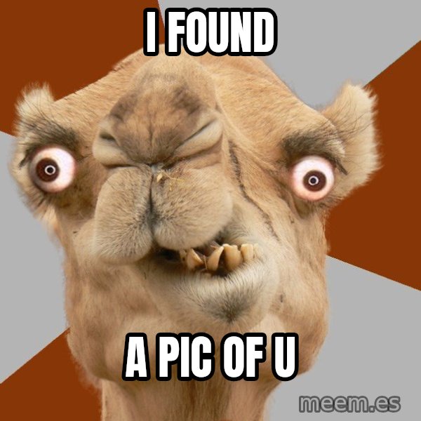 Crazy Camel lol meme: i found / a pic of u