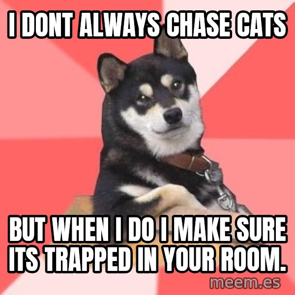 Cool Dog meme: i dont always chase cats / but when i do i make sure its trapped in your room.