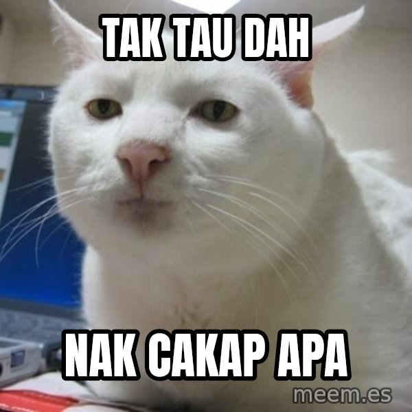 Serious Cat meme: tak tau dah / nak cakap apa