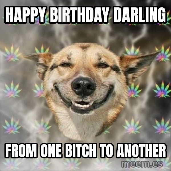 Stoner Dog meme: Happy birthday darling / From one bitch to another