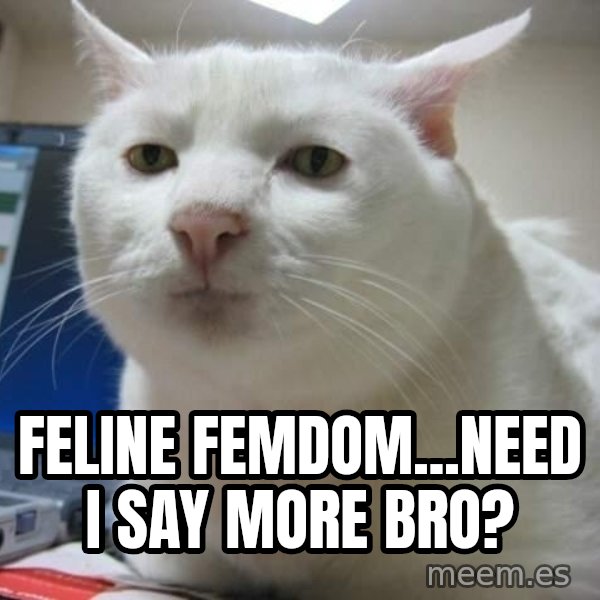 Serious Cat meme: feline femdom...need i say more bro?