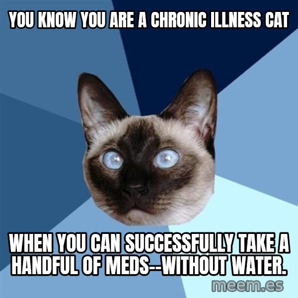 Chronic Illness Cat meme: You know you are a Chronic Illness Cat / When you can successfully take a handful of meds--without water.