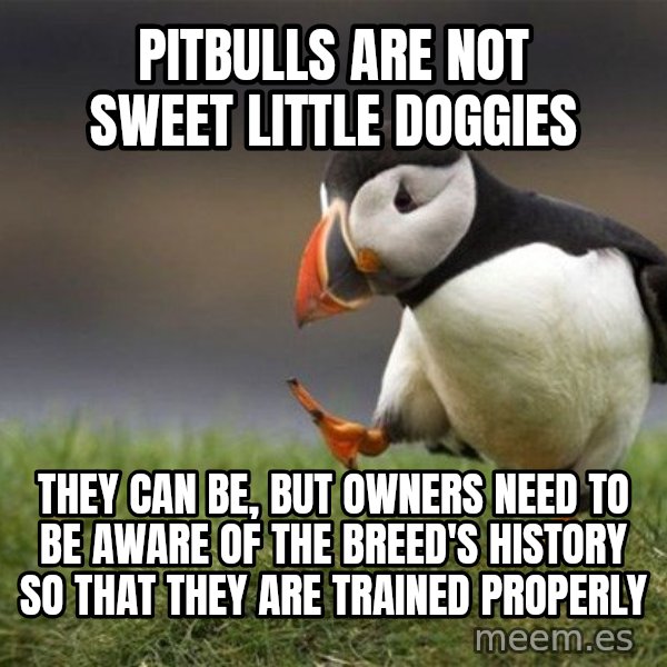 Unpopular Opinion Puffin meme: Pitbulls are not sweet little doggies / They can be, but owners need to be aware of the breed's history so that they are trained properly