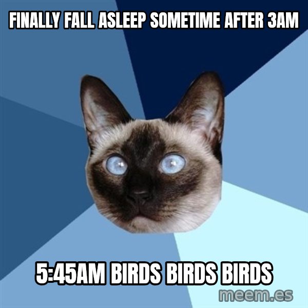 Chronic Illness Cat meme: Finally fall asleep sometime after 3am / 5:45am BIRDS BIRDS BIRDS