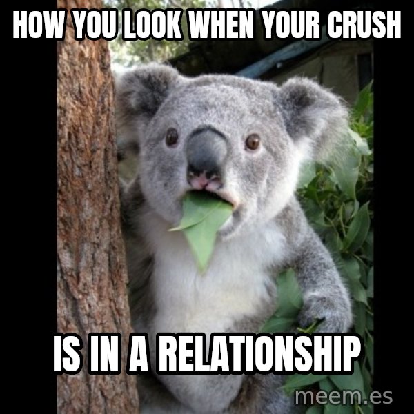 Koala can't believe it meme: How you look when your crush / Is in a relationship