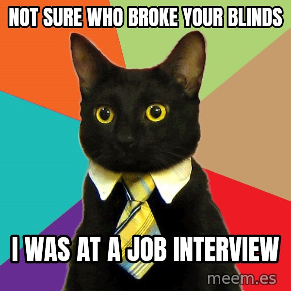 Business Cat meme: not sure who broke your blinds / I was at a job interview