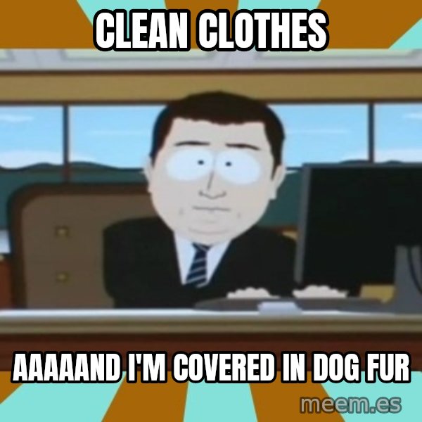And it's gone meme: CLean cloThes / Aaaaand I'm covered in dog Fur