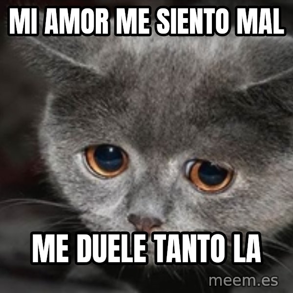 Sadcat meme: Mi amor me siento mal / Me duele tanto la