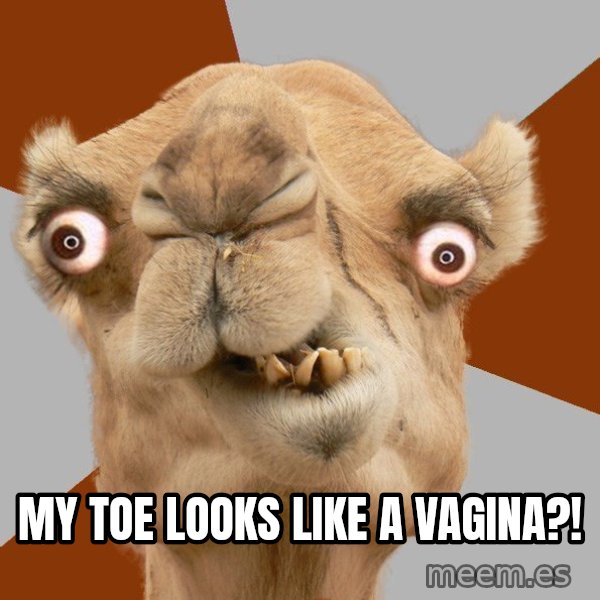 Crazy Camel lol meme: My toe looks like a vagina?!