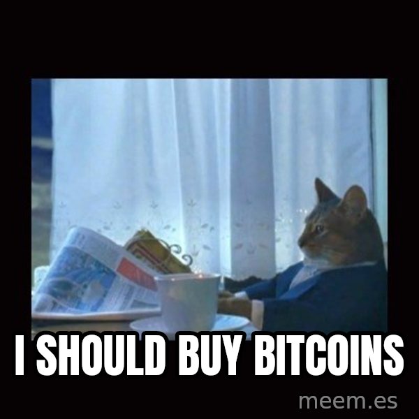 i should buy a boat cat meme: i should buy bitcoins