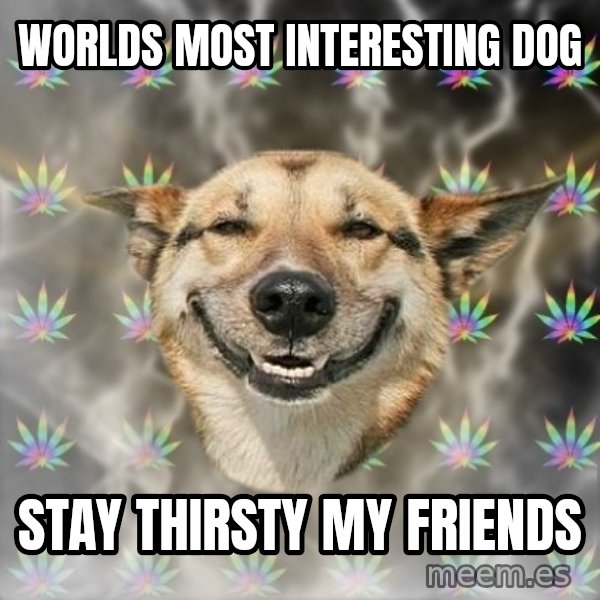Stoner Dog meme: worlds most interesting dog / stay thirsty my friends