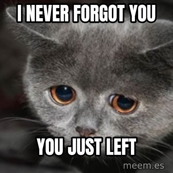 Sadcat meme: I NEVER FORGOT YOU / YOU JUST LEFT