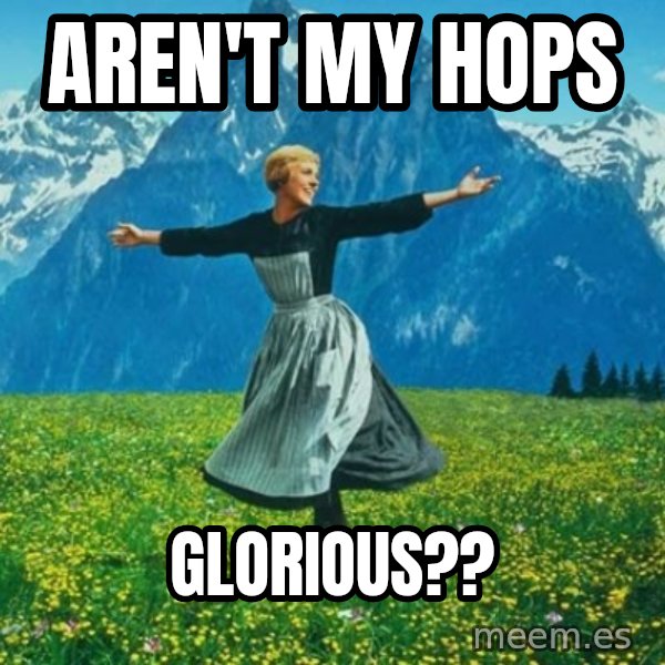 Look at All the Fucks I Give meme: Aren't My hops / Glorious??