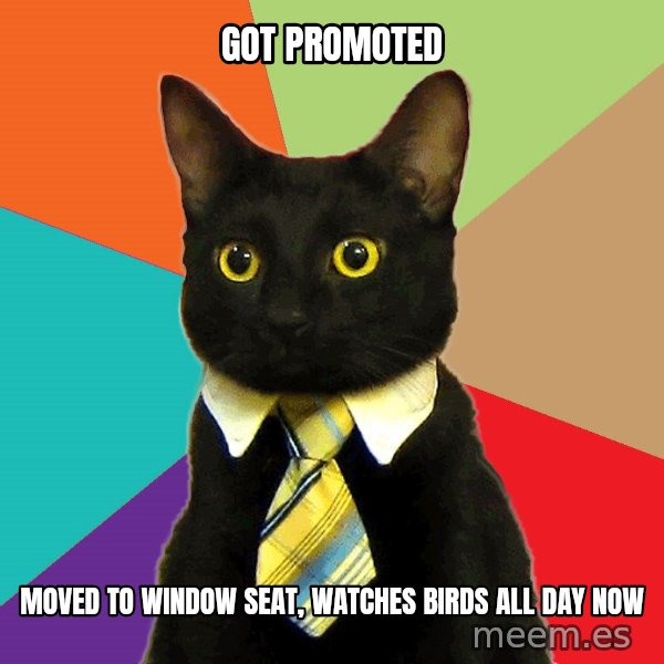 Business Cat meme: Got promoted / Moved to window  seat, watches birds all day now