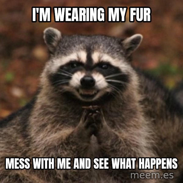 evil raccoon meme: i'm wearing my fur / mess with me and see what happens