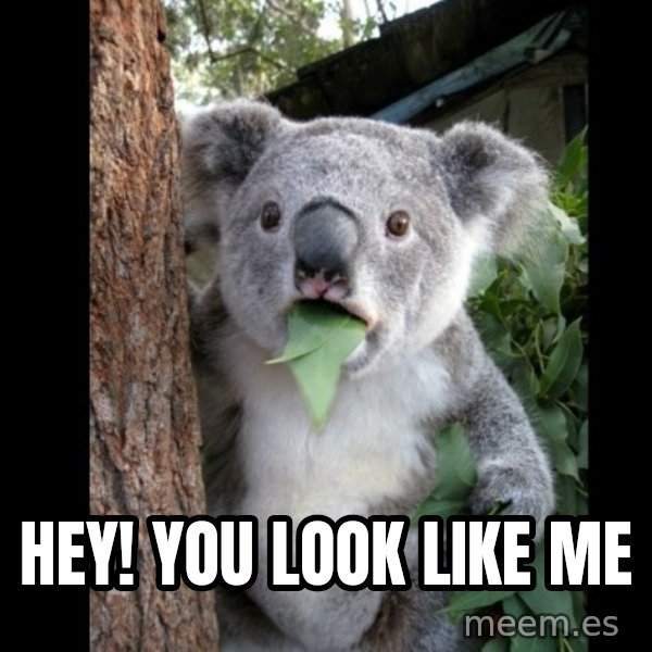 Koala can't believe it meme: HEY! YOU LOOK LIKE ME