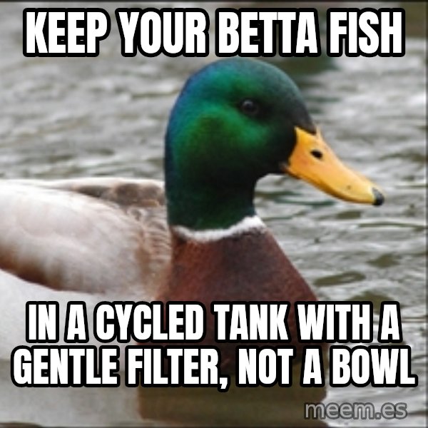 Actual Advice Mallard 1 meme: keep your betta fish / in a cycled tank with a gentle filter, not a bowl