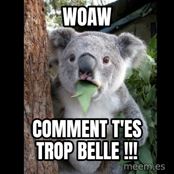 Koala can't believe it meme: Woaw / comment t'es trop belle !!!