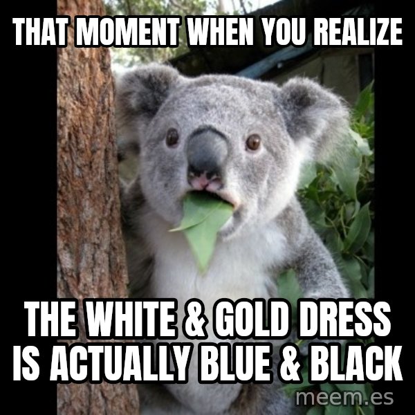 Koala can't believe it meme: that moment when you realize / the white & gold dress is actually blue & black