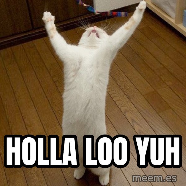 praise the lord cat meme: holla loo yuh