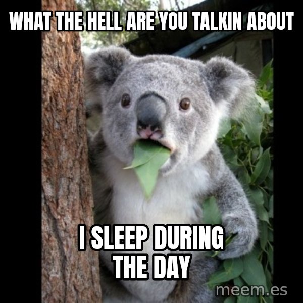 Koala can't believe it meme: What the hell are you talkin about / I sleep during the day