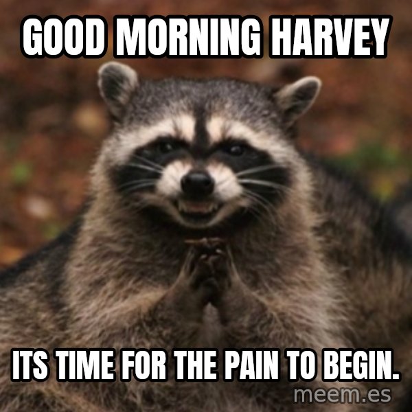 evil raccoon meme: Good Morning Harvey / Its time for the pain to begin.