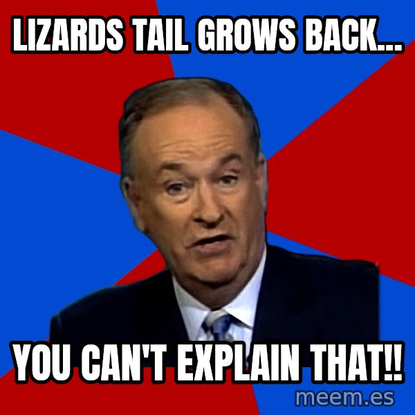 Bill O'Reilly Proves God meme: lizards tail grows back... / you can't explain that!!