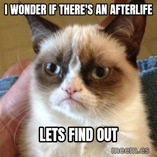 Grumpy Cat  meme: I wonder if there's an afterlife / LETS FIND OUT