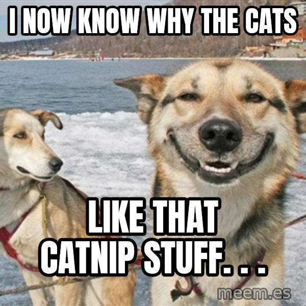 Stoner Dog meme: I now know why the cats / like that catnip stuff. . .
