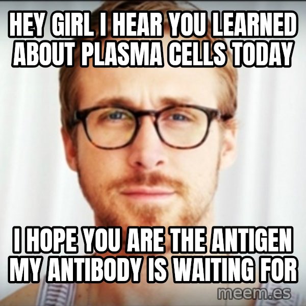 ryan gosling hey girl meme: hey girl i hear you learned about plasma cells today / i hope you are the antigen my antibody is waiting for