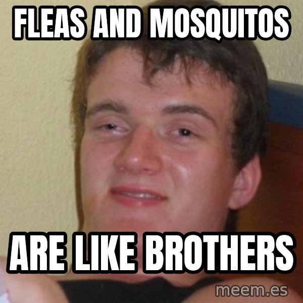 Stoner Stanley meme: fleas and mosquitos / are like brothers