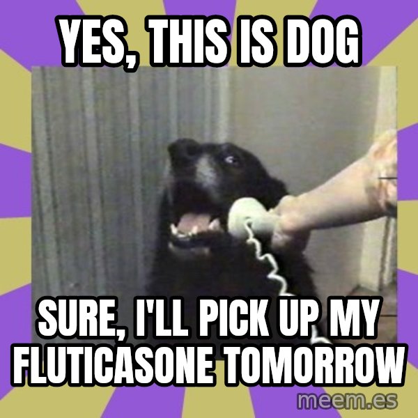 Yes, this is dog! meme: Yes, this is dog / sure, i'll pick up my fluticasone  tomorrow