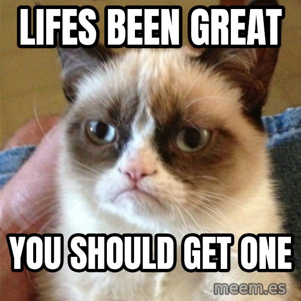 Grumpy Cat  meme: lifes been great / you should get one