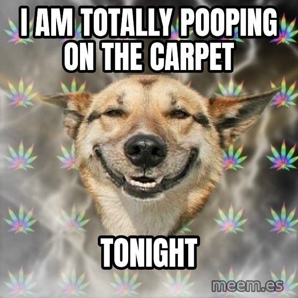 Stoner Dog meme: i am totally pooping on the carpet / tonight