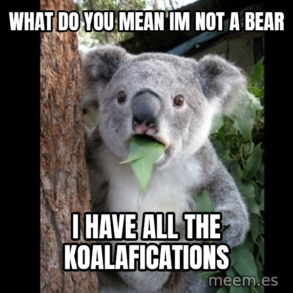 Koala can't believe it meme: What do you mean im not a bear / I have all the koalafications