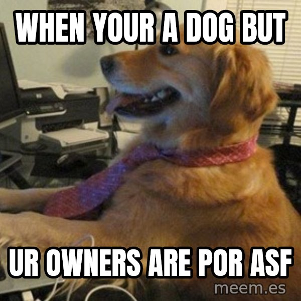 I have no idea what I'm doing - Dog with Tie meme: When your a dog but / ur owners are por asf