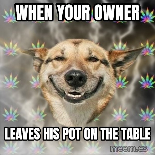 Stoner Dog meme: when your owner / leaves his pot on the table