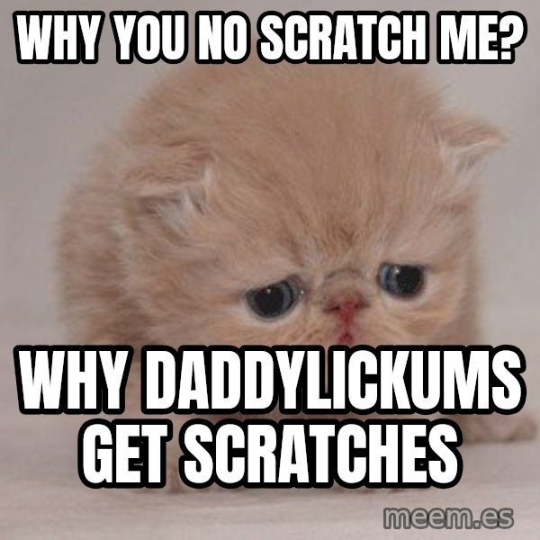 Sadcat meme: WHY YOU NO SCRATCH ME? / WHY DADDYLICKUMS GET SCRATCHES