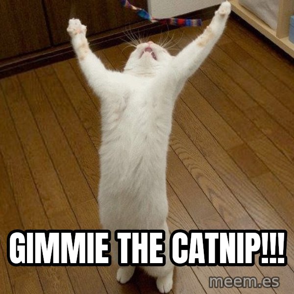 praise the lord cat meme: gimmie the catnip!!!