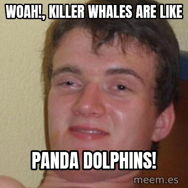 really high guy meme: woah!, killer whales are like / panda dolphins!