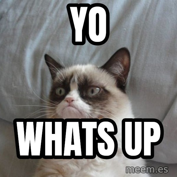 Grumpy cat good meme: Yo / Whats Up