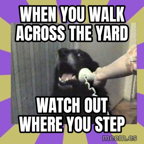 Yes, this is dog! meme: when   you walk  across the yard / watch out where you step
