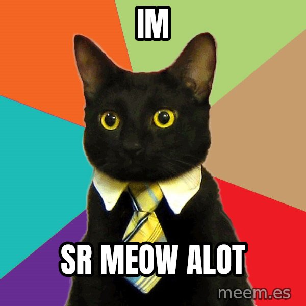 Business Cat meme: im / sr meow alot