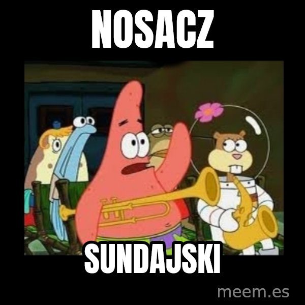 Patrick Star Instrument meme: NOSACZ / SUNDAJSKI