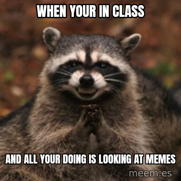evil raccoon meme: When your in class / and all your doing is looking at memes