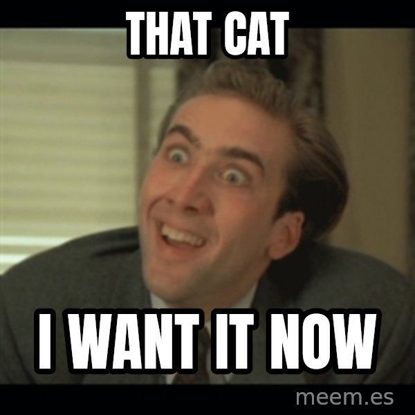 Nick Cage meme: That cat / I want it now