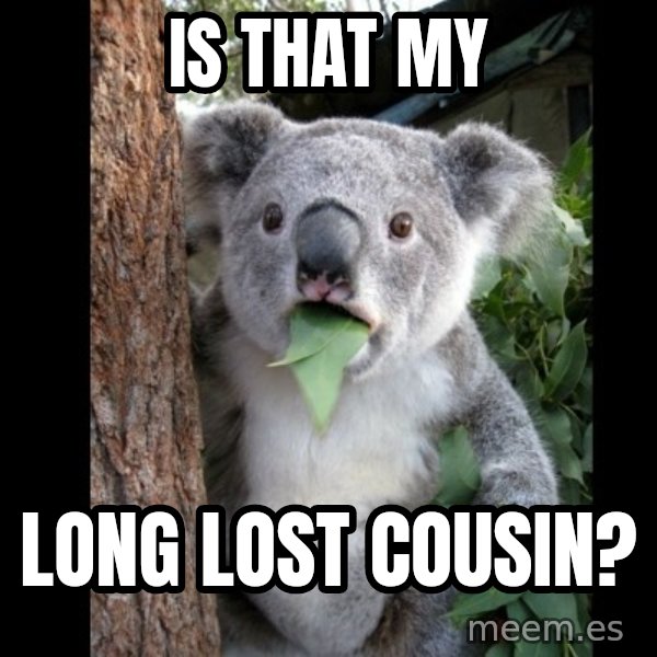 Koala can't believe it meme: is that my / long lost cousin?